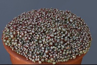 Sempervivum arachnoideum